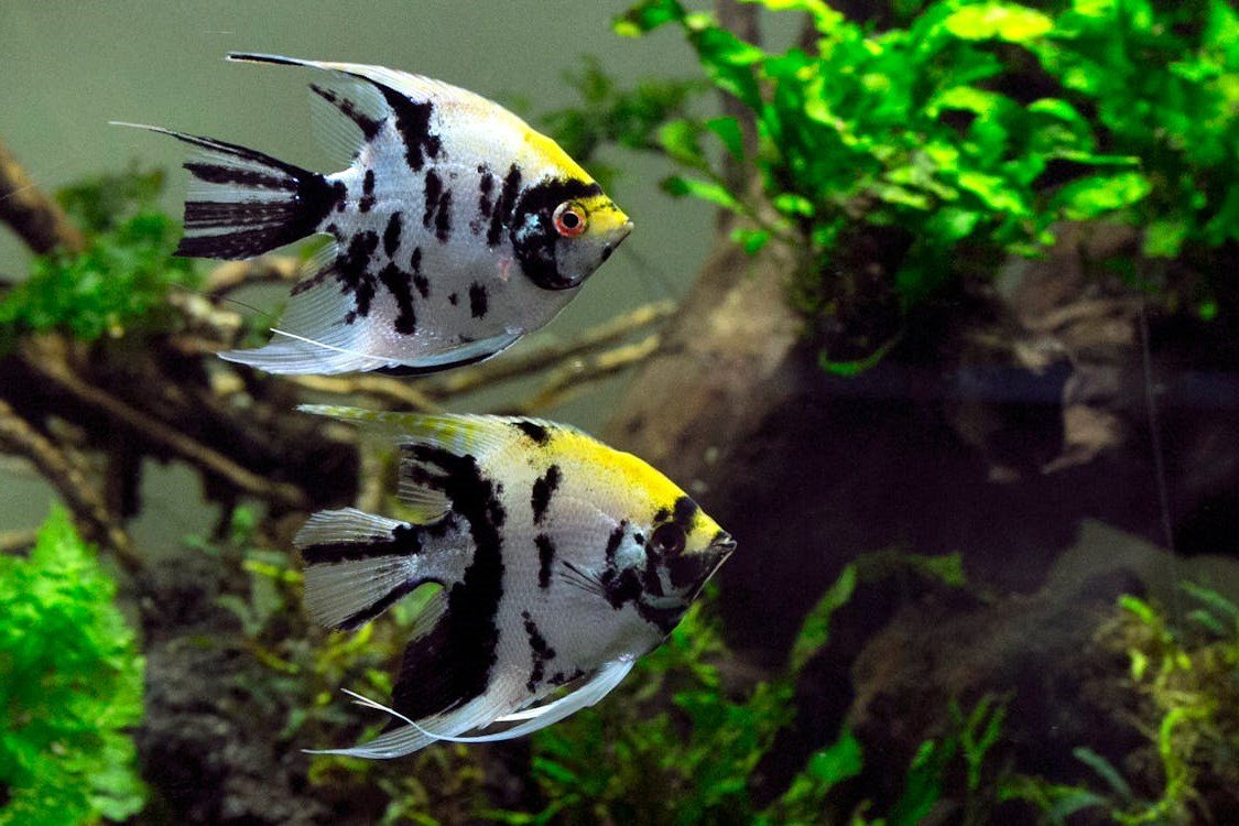 Angel Fish