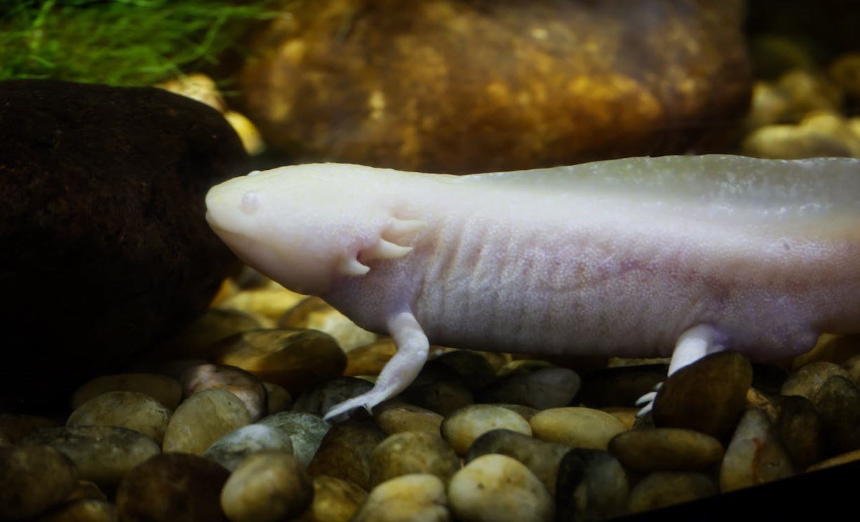 Axolotl