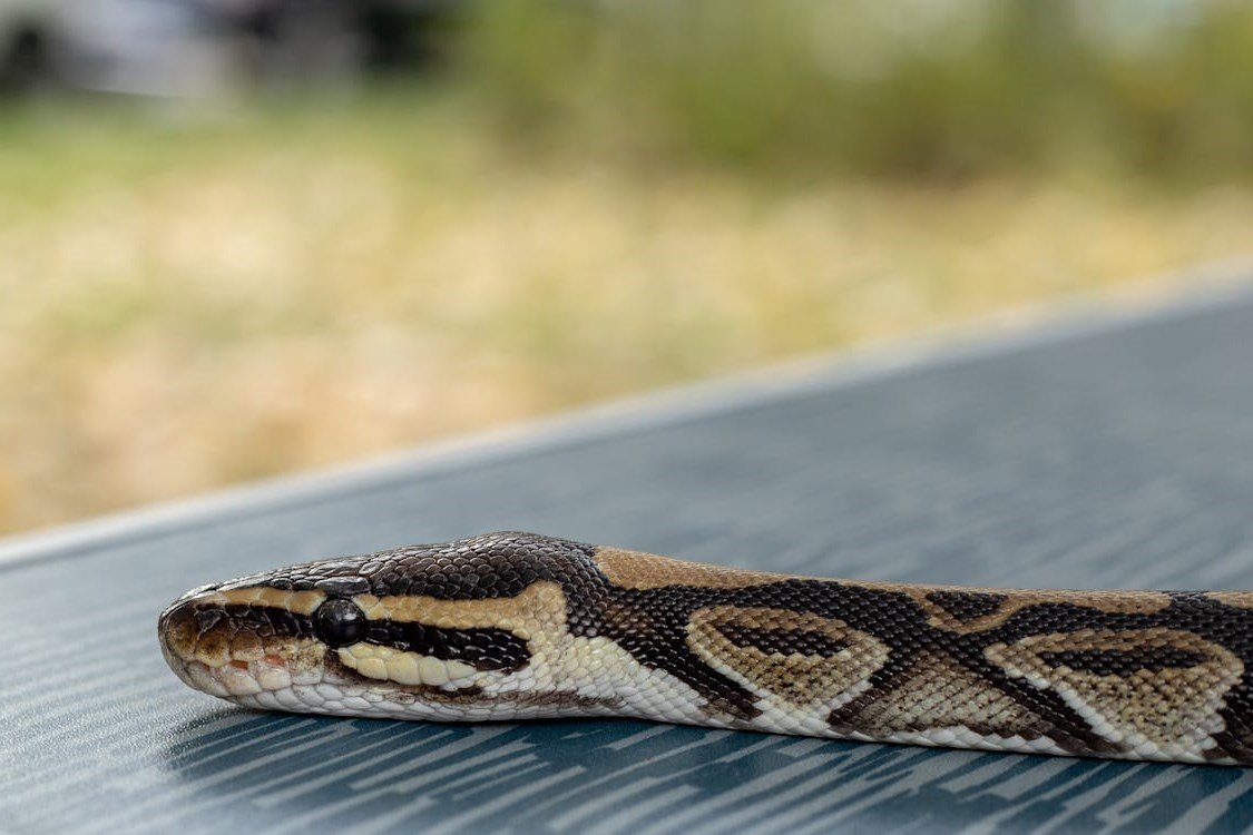 Ball Python
