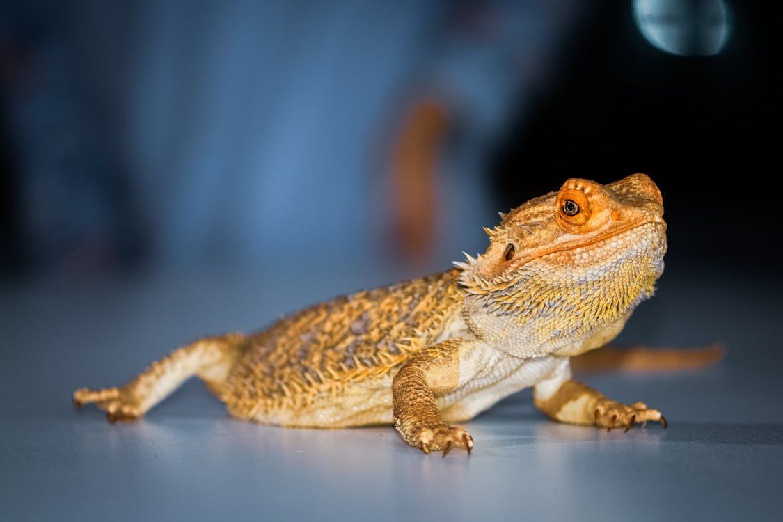 Bearded Dragon