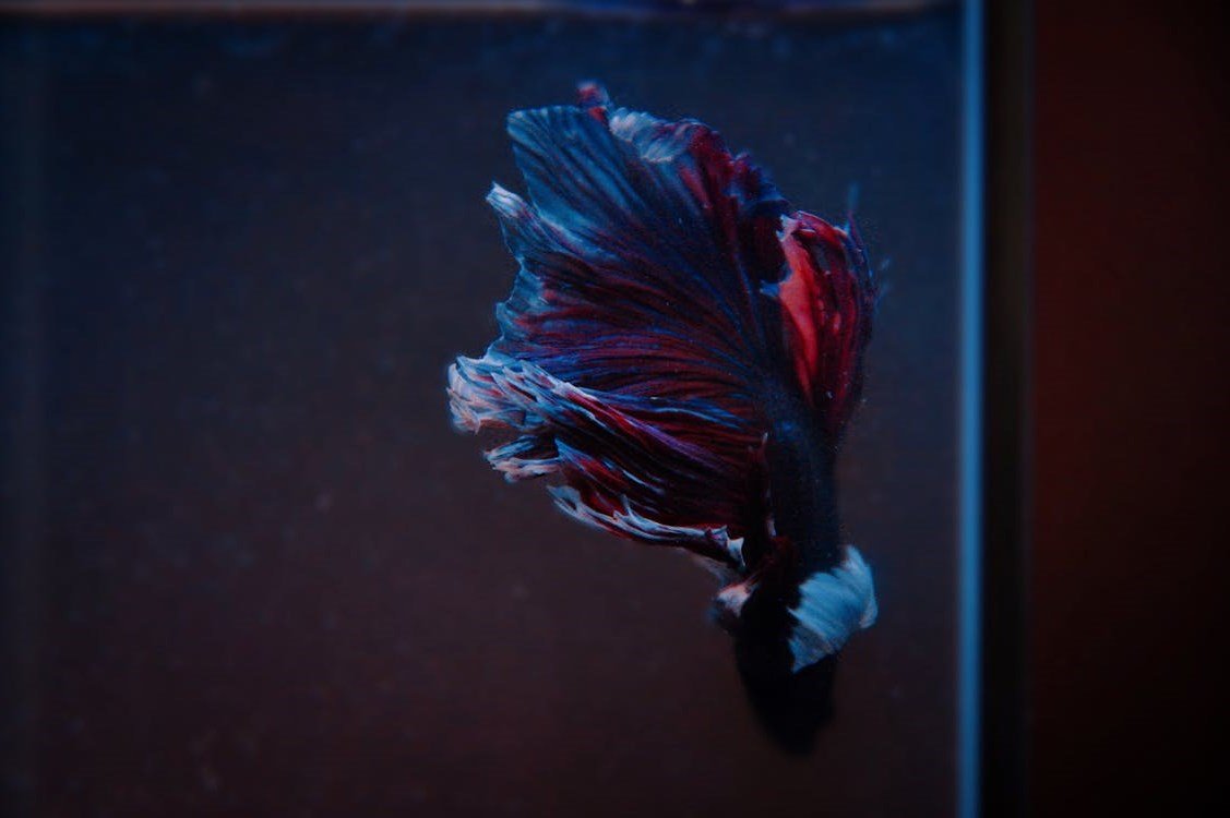 Betta Fish