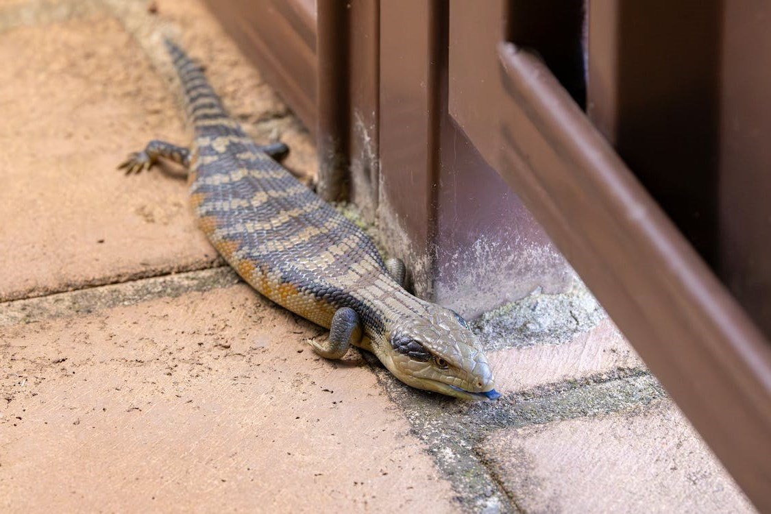 Blue Tongue Skink