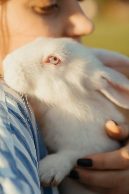 Bunny