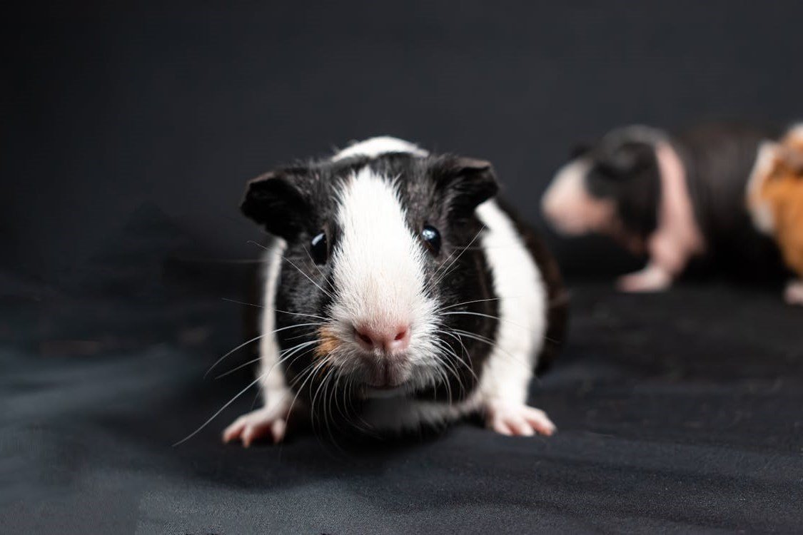 Cavy