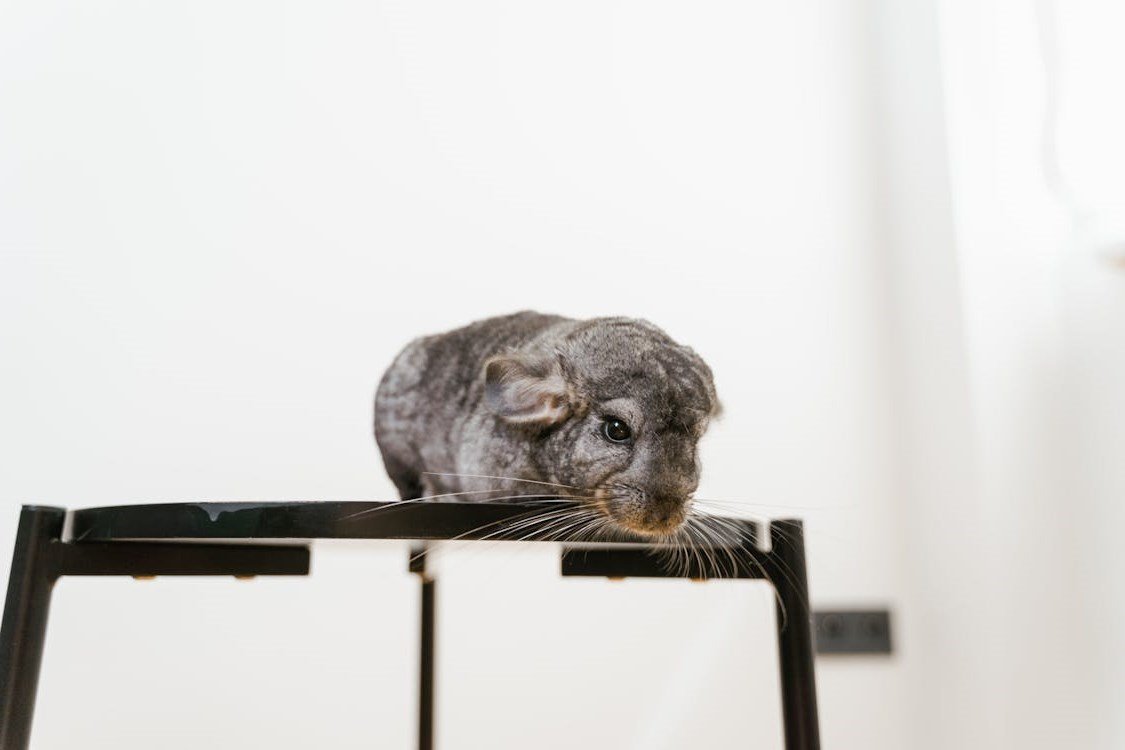 Chinchilla