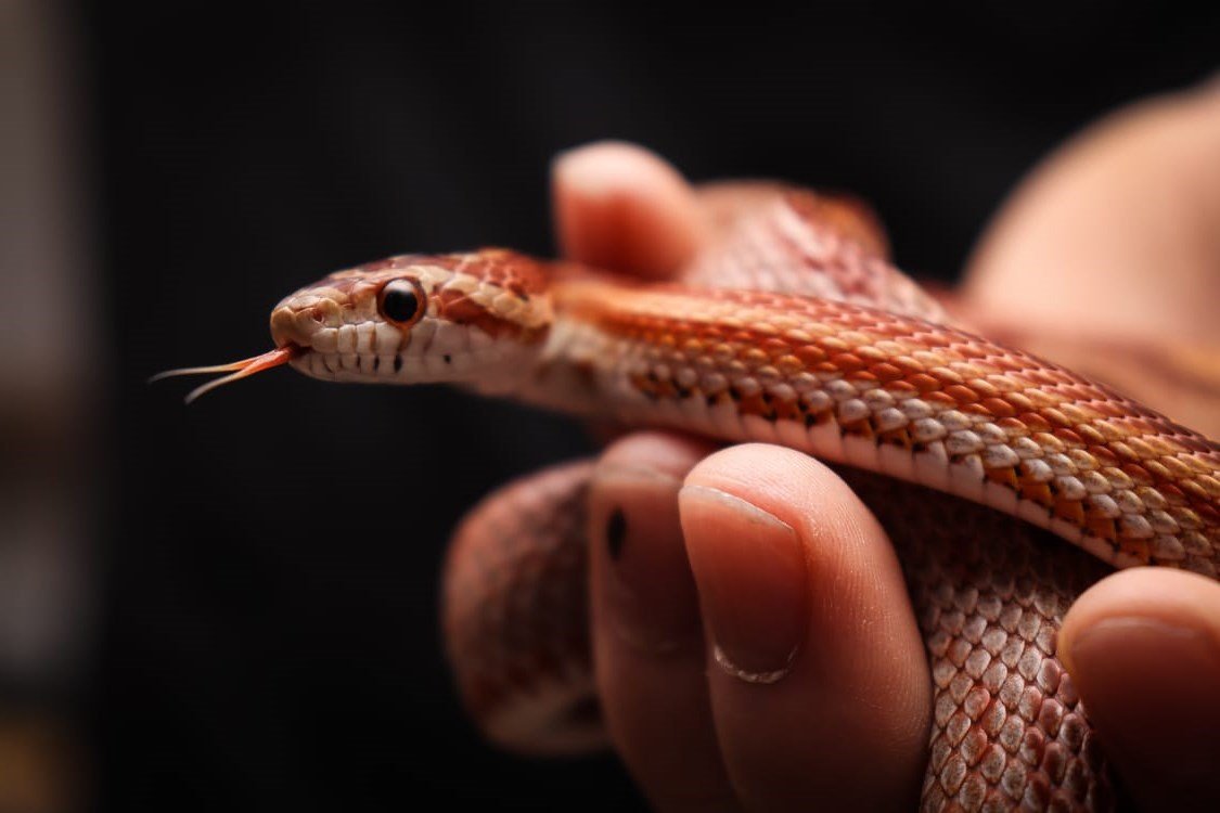 Corn Snake