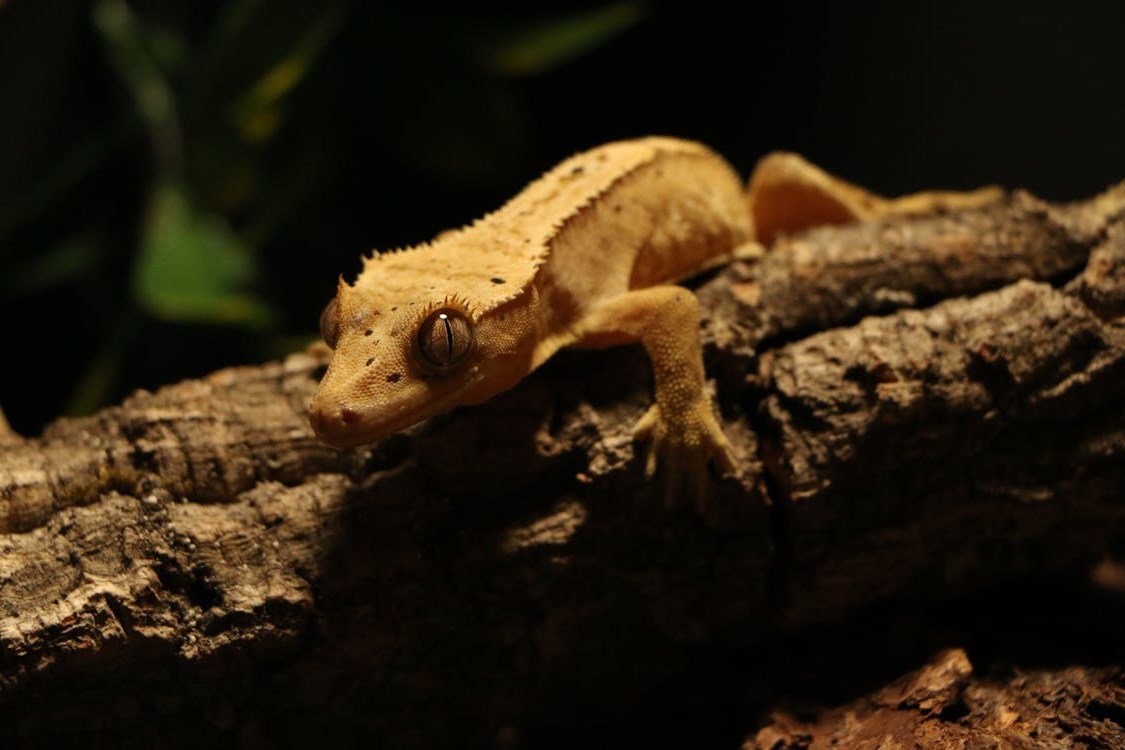 Crested Gecko
