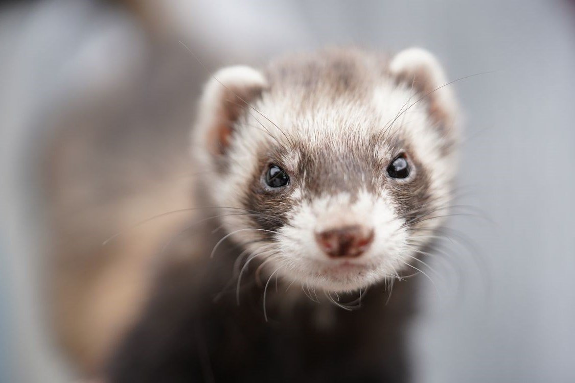 Ferret