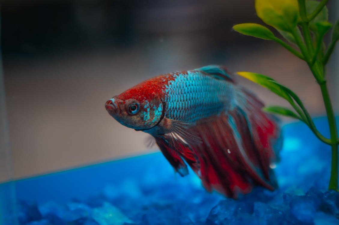 Fighter Fish