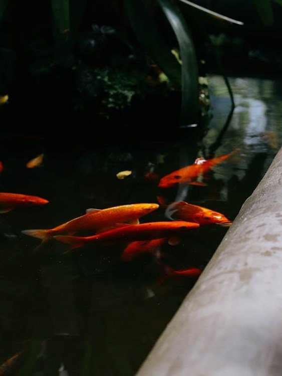 Goldfish