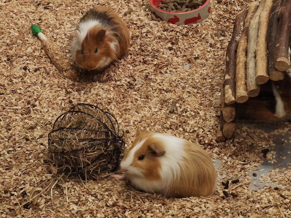 Guinea Pig