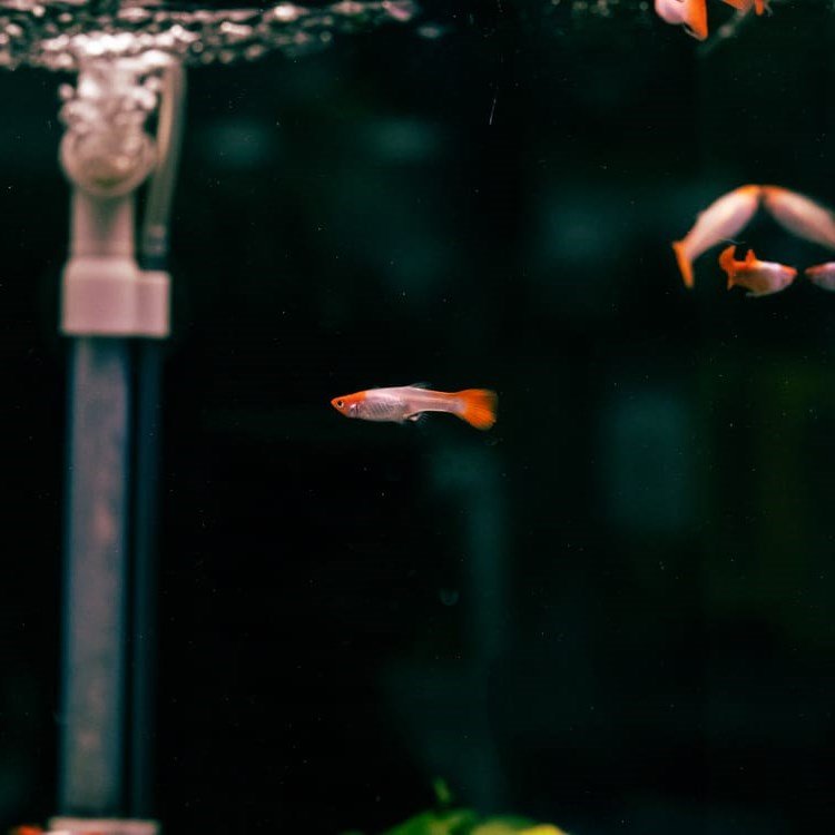 Guppy Fish