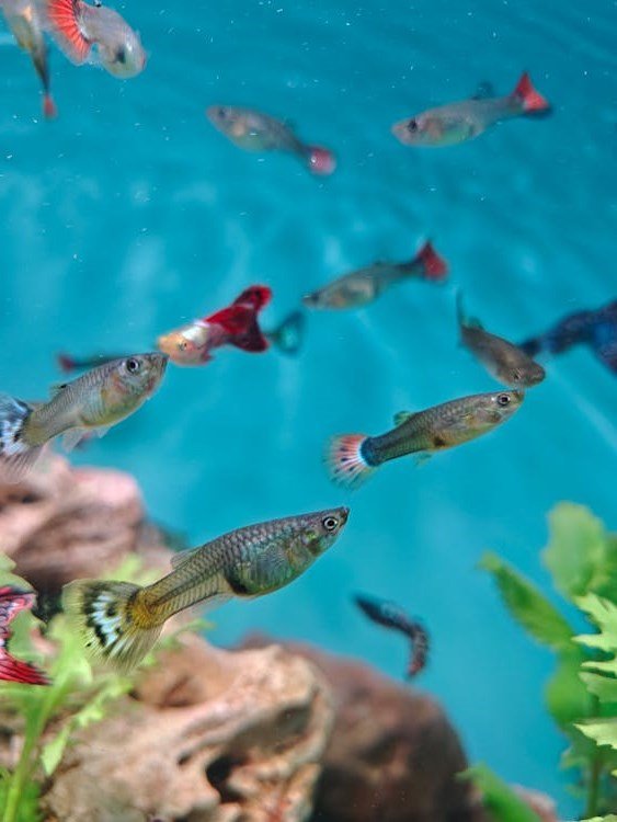 Guppy