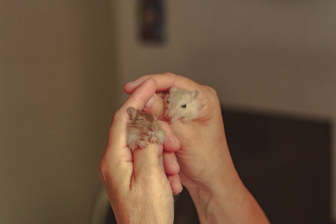 Hamster