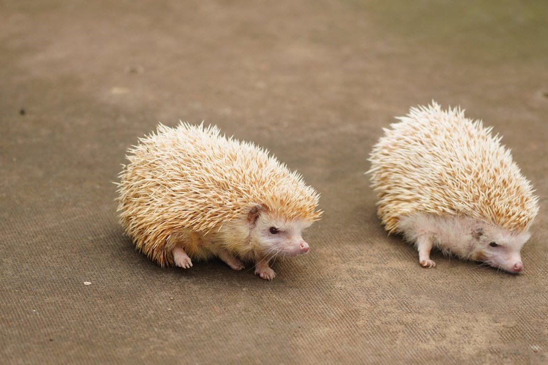 Hedgehog