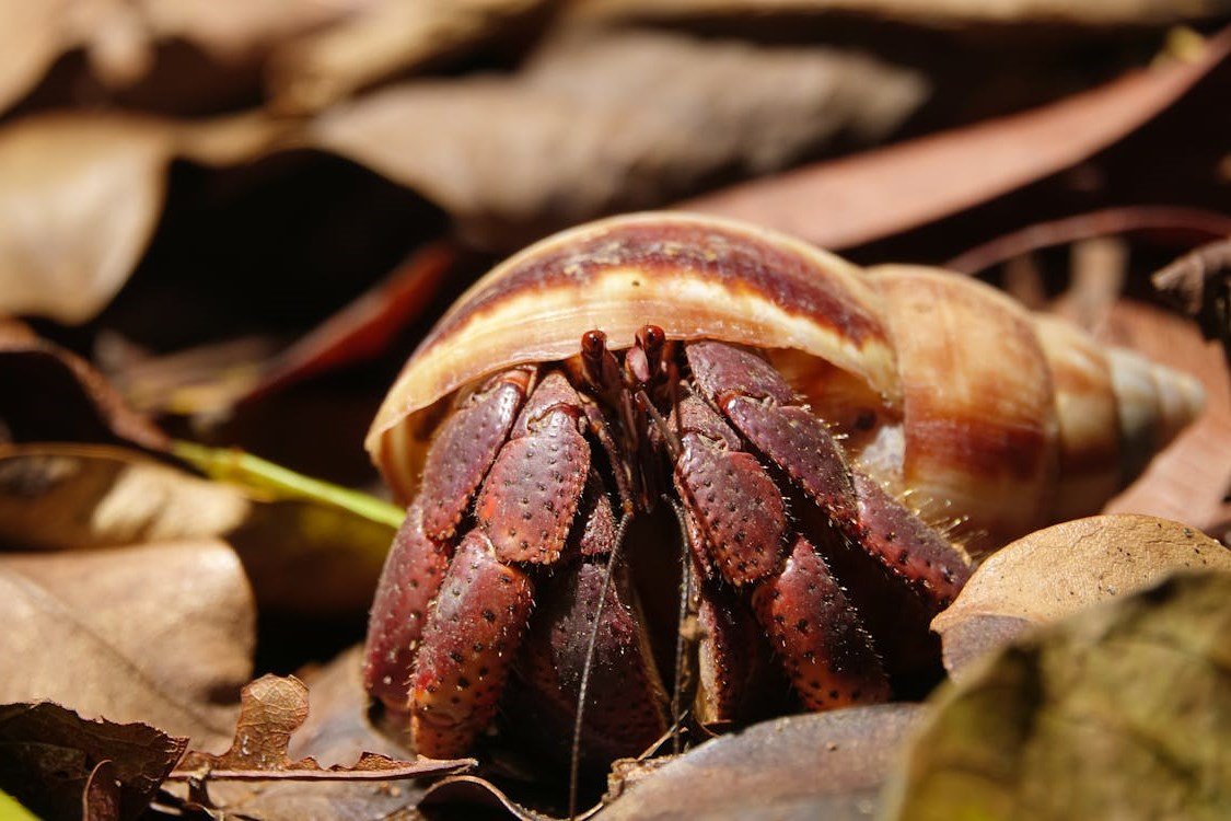 Hermit Crab