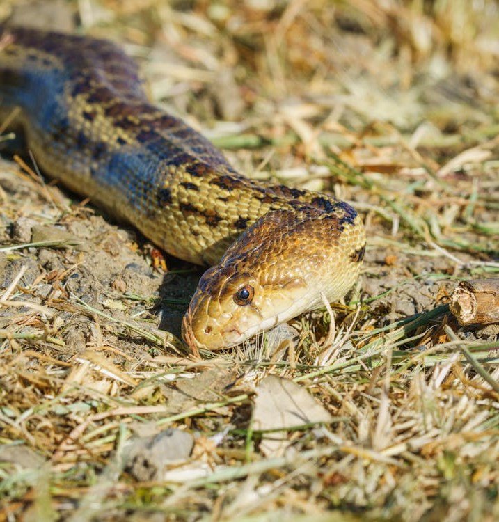 Hognose Snake