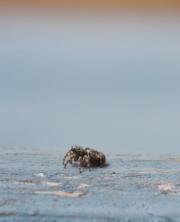 Jumping Spider