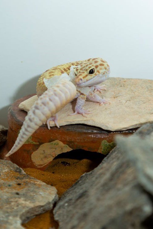 Leopard Gecko