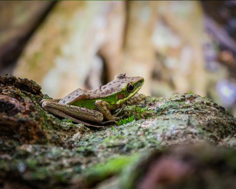 Pacman Frog