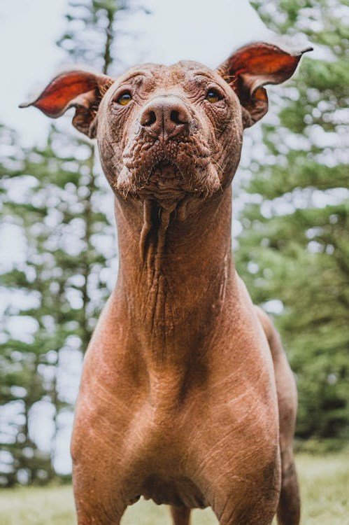 Peruvian Hairless Dog