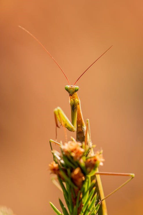 Praying Mantis