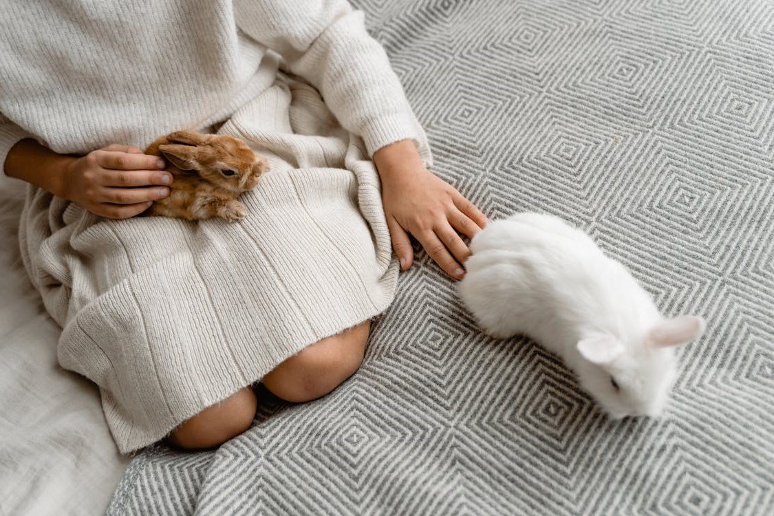 Rabbit