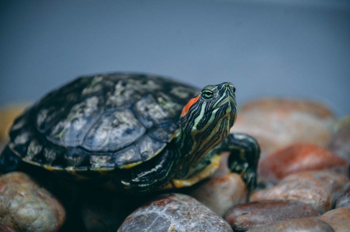 Red Eared Slider