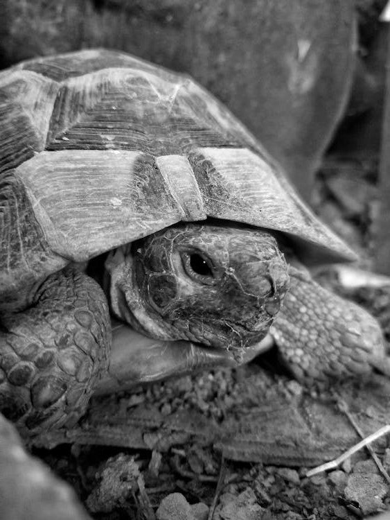 Russian Tortoise