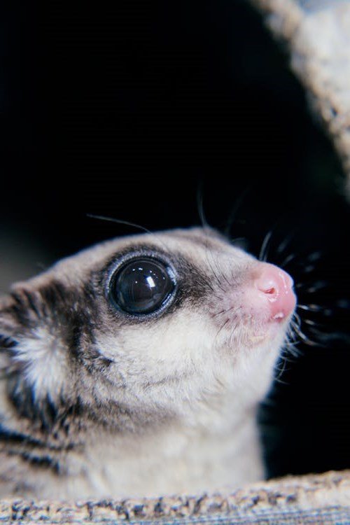 Sugar Glider