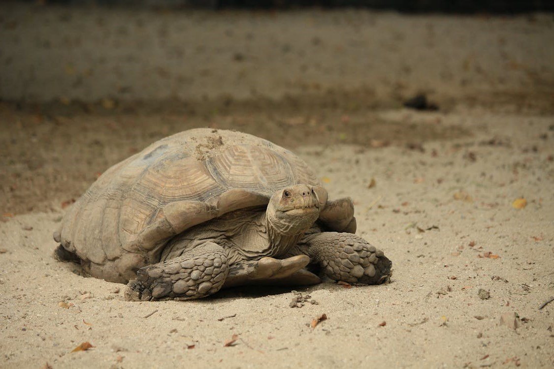 Sulcata Tortoise