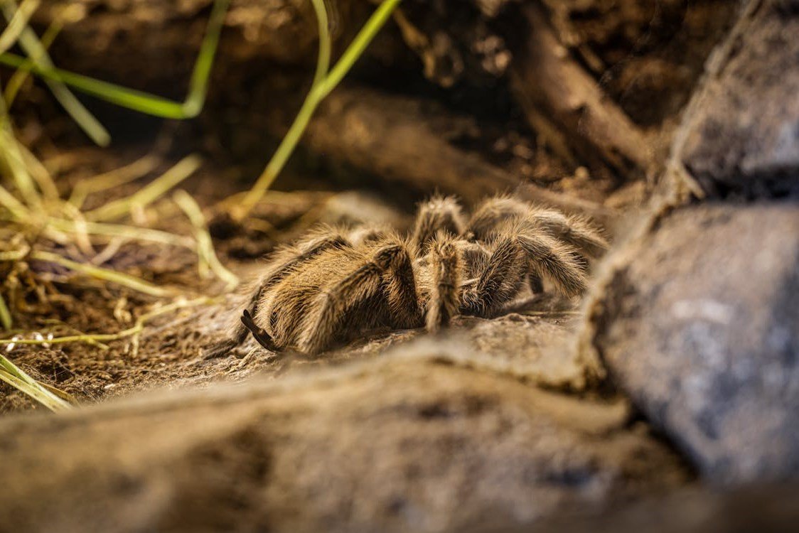 Tarantula