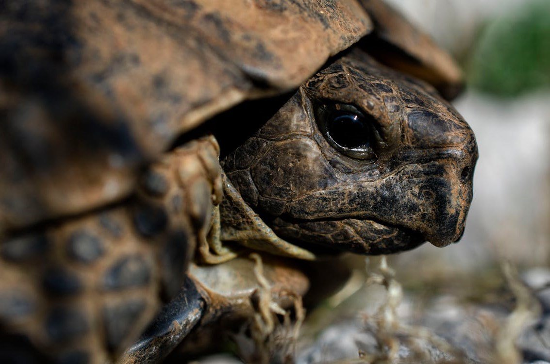 Tortoise